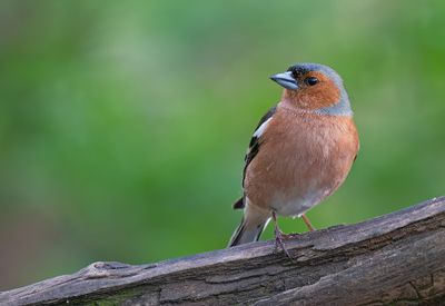 Chaffinch / Vink