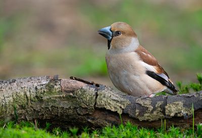 Hawfinch / Appelvink