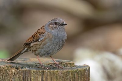 Dunnock / Heggenmus