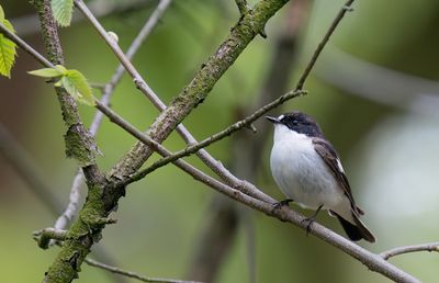 European pied flycatcher / Bonte vliegenvanger