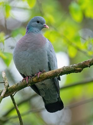 Stockdove / Holenduif 