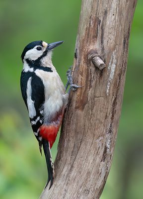 Great-spotted woodpecker / Grote bonte specht