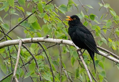 Blackbird / Merel