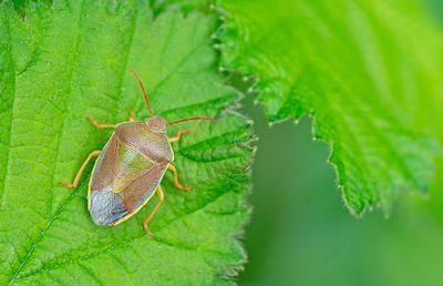 Piezodorus lituratus / Bremschildwants