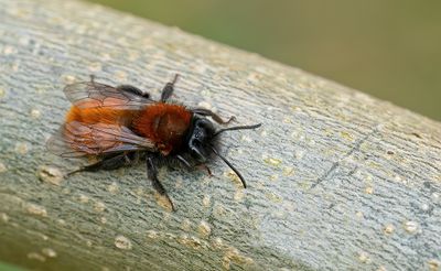 Tawny Mining Bee / Vosje 