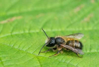 Red mason-bee / Rosse metselbij