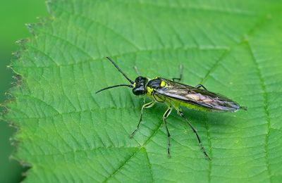 Tenthredo mesomela