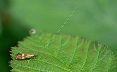Nemophora degeerella / Geelbandlangsprietmot