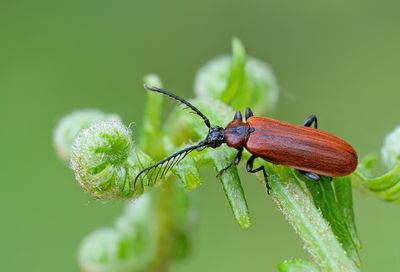 Schizotus pectinicornis 