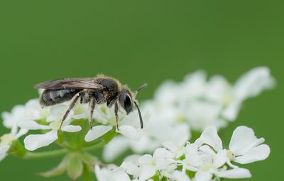 Andrena proxima / Fluitenkruidbij