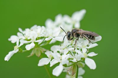 Andrena proxima / Fluitenkruidbij