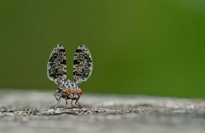 Callopistromyia annulipes / Pauwvlieg