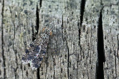 Callopistromyia annulipes / Pauwvlieg