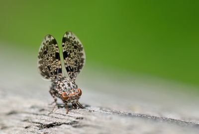 Callopistromyia annulipes / Pauwvlieg