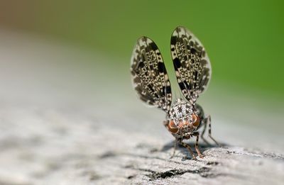 Callopistromyia annulipes / Pauwvlieg