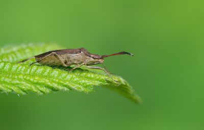 Ceraleptus lividus / Oogstreeprandwants