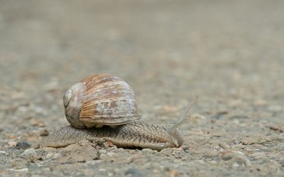 Burgundy snail / Wijngaardslak