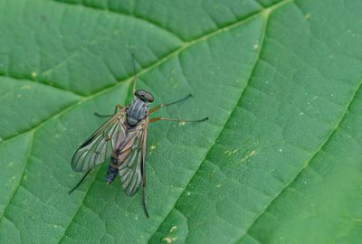 Diptera 1 (Flies / Vliegen) 