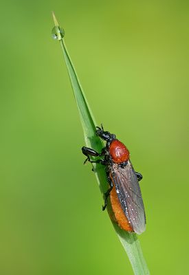Bibio hortulanus / Tiprouwvlieg 