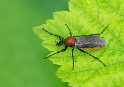 Bibio hortulanus / Tiprouwvlieg 