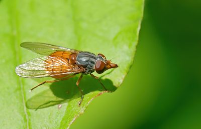 Rhingia rostrata / Rode snuitvlieg