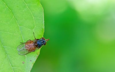 Rhingia rostrata / Rode snuitvlieg