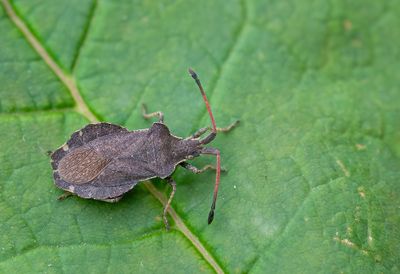 Enoplops scapha / Valse zuringrandwants