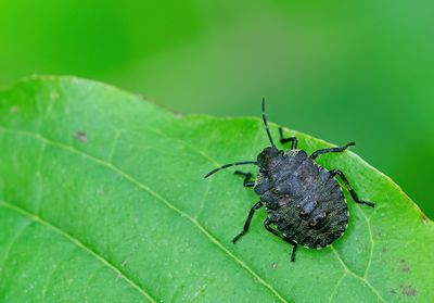 Forest bug / Roodpootschildwants