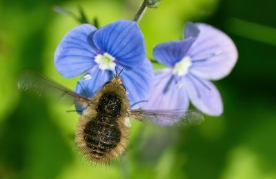 Bombylius venosus / Zwartborstelwolzwever