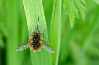 Bombylius venosus / Zwartborstelwolzwever