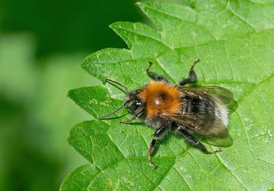 Bombus hypnorum / Boomhommel