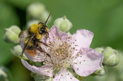 Bombus pratorum / Weidehommel