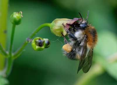 Common carder bee / Akkerhommel
