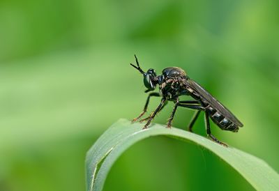 Dioctria atricapilla / Zwarte bladjager