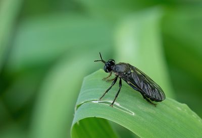 Dioctria atricapilla / Zwarte bladjager