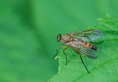 Marsh Snipefly / Gele Snipvlieg