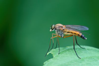 Marsh Snipefly / Gele Snipvlieg