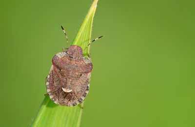 Dyroderes umbraculatus / Kleefkruidschildwants