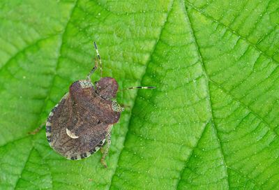Dyroderes umbraculatus / Kleefkruidschildwants