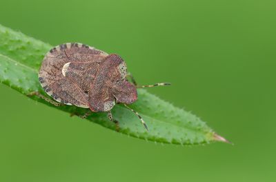 Dyroderes umbraculatus / Kleefkruidschildwants