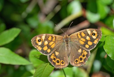 Speckled Wood / Bont zandoogje 