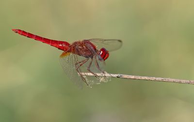 Scarlet darter / Vuurlibel