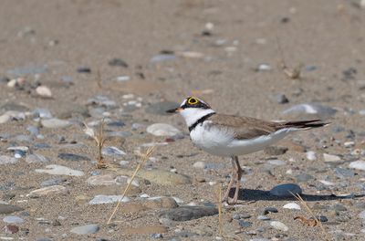 Little Ringed Plover / Kleine plevier