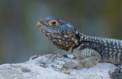Starred agama / Hardoen