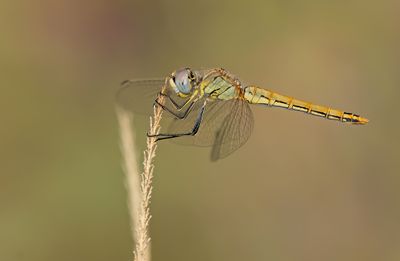 Red-veined darter / Zwervende heidelibel