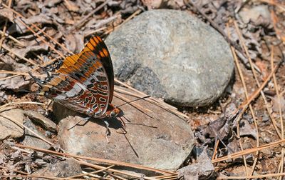 Two-tailed Pasha / Pasja 