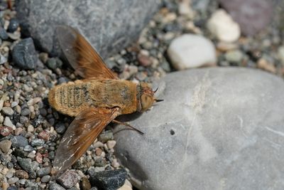 Heteralonia aeaca