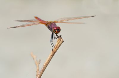Violet dropwing / Purperlibel