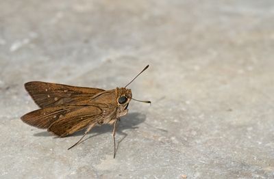 Millet skipper / Gierstdikkopje