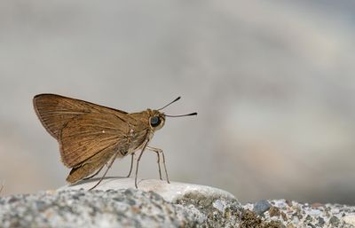 Millet skipper / Gierstdikkopje
